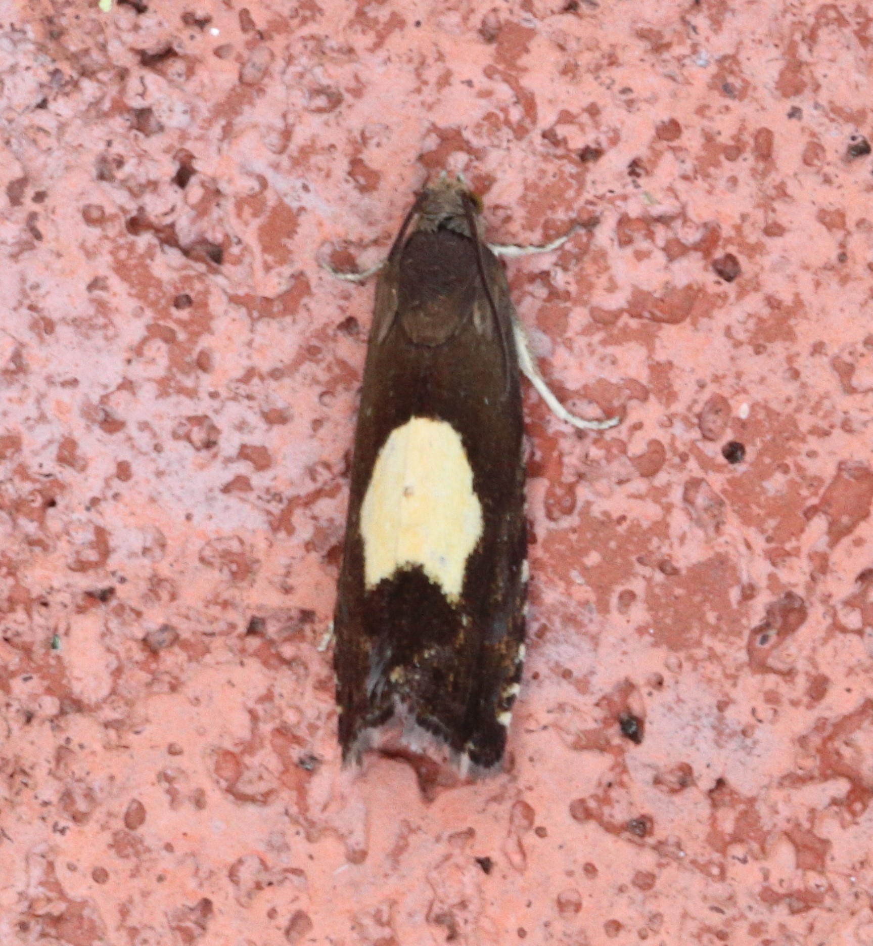 Photo of Regal Piercer (Pammene regiana)